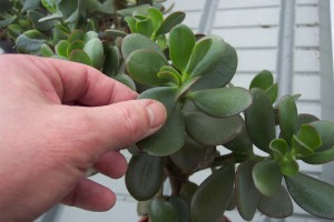 This jade plant leaf feels firm, no need to water yet.