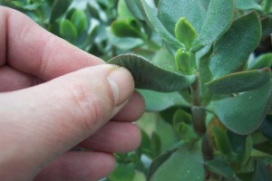 This jade plant leaf feel soft and flexible, time to water. 