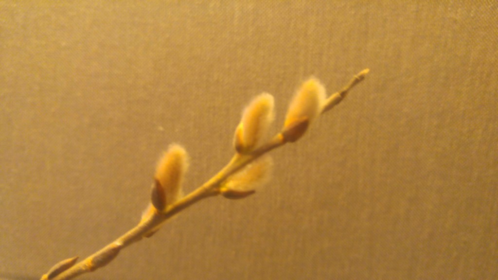 Our willow branches have buds that range in color from light pink to yellow all on the same branch. 