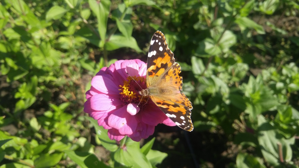 Zinnias flowers are attractive to butterflies, plus they  keep blooming the entire growing season.