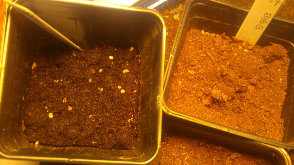 The soil on left has absorbed water normally, the other on is hydrophobic.