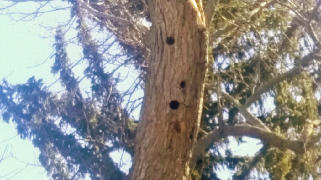 This branch is about ten inches in diameter and about twenty-five feet off the ground. They were most likely made by hairy woodpeckers, downy woodpeckers prefer smaller diameter branches.