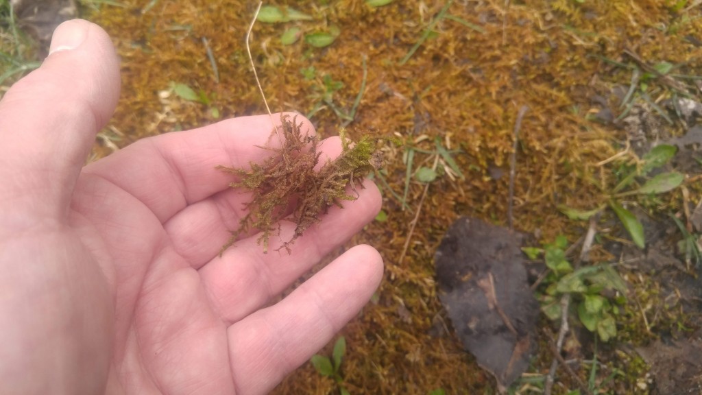 Many bird species like to line their nests with moss.