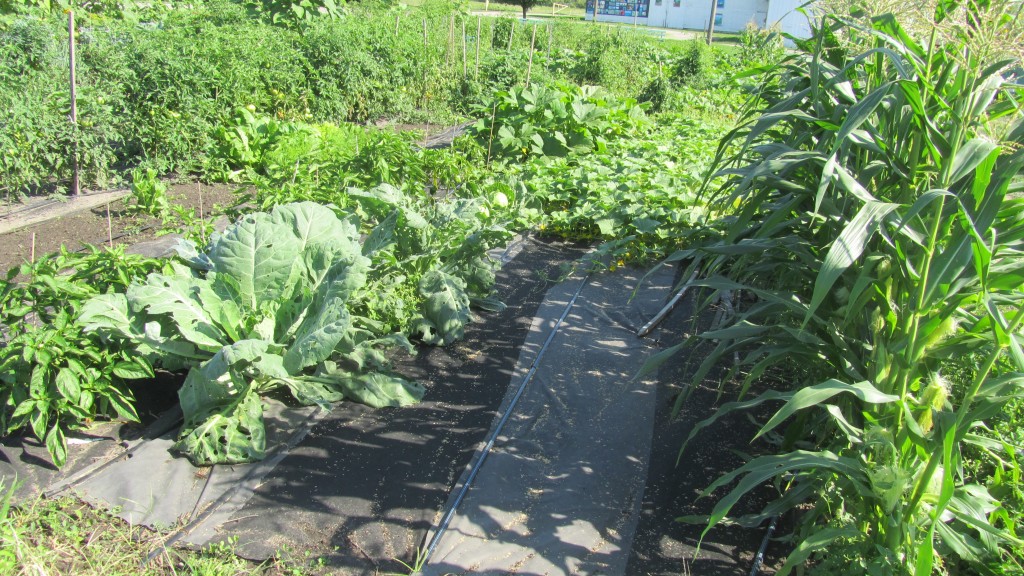 A community garden plot.