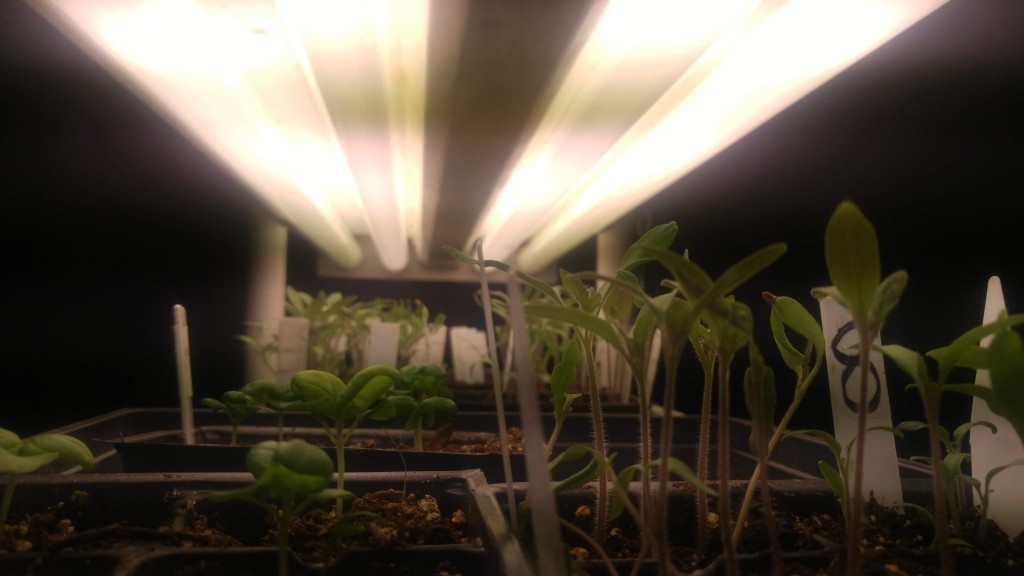 I keep my light bulbs no further than 4 or 5 inches from the seedlings. The gray on the bulbs in this photo is just a glitch from the camera.