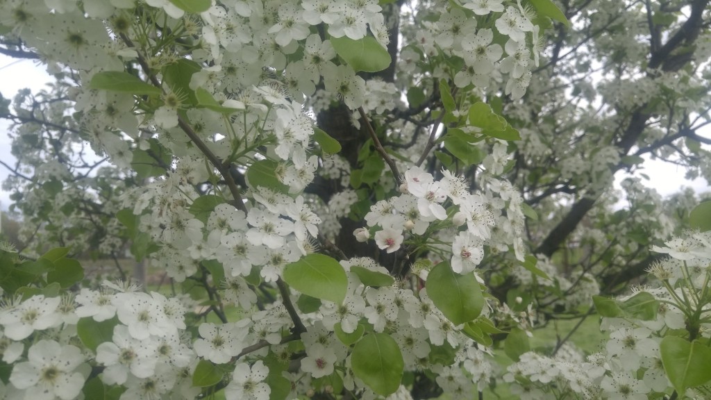 Even though this tree was covered with flowers, no bees were around. Bees seem t prefer other kinds of flowers if given the choice.