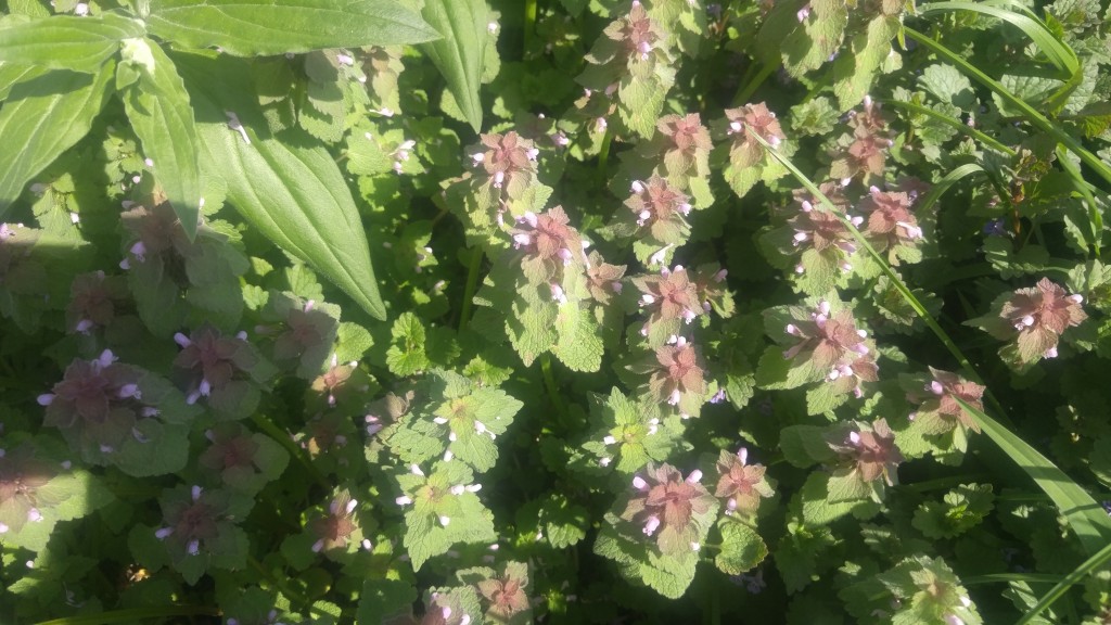 Purple dead nettle has distinctive purple upper leaves and flowers. 