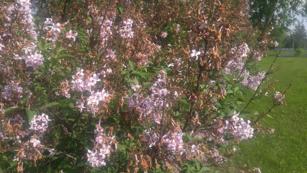 The ideal time to dead head lilacs is right after blossoming. 