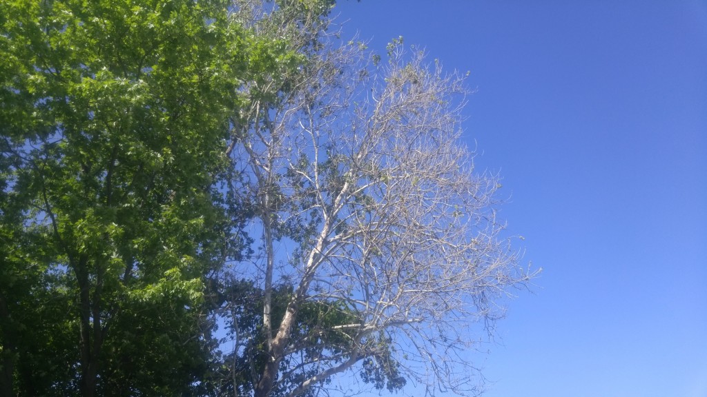The maple tree on the left is flush with new leaves while the sycamore on the right is nearly bare.