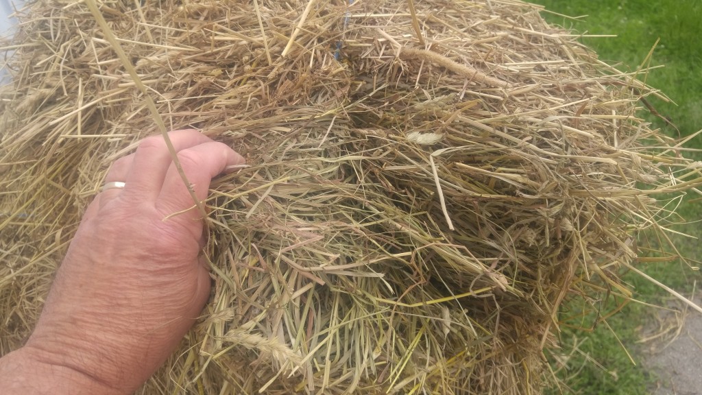 Low quality hay often has a dull color and different plant stems can be seen.