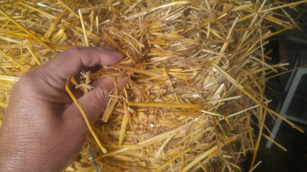 Clean wheat straw has an even, bright amber color.
