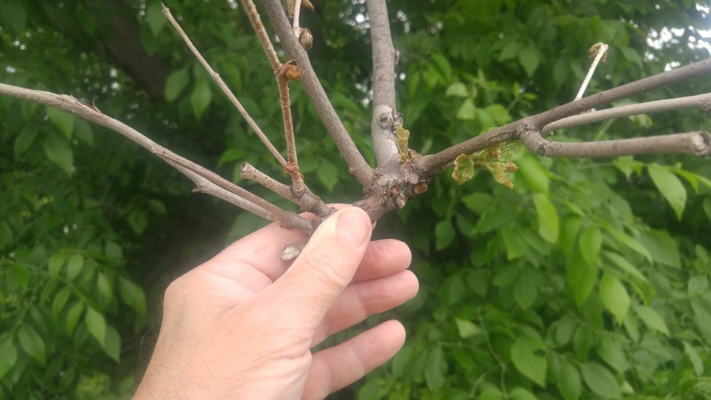 Witch’s broom caused by anthracnose. 