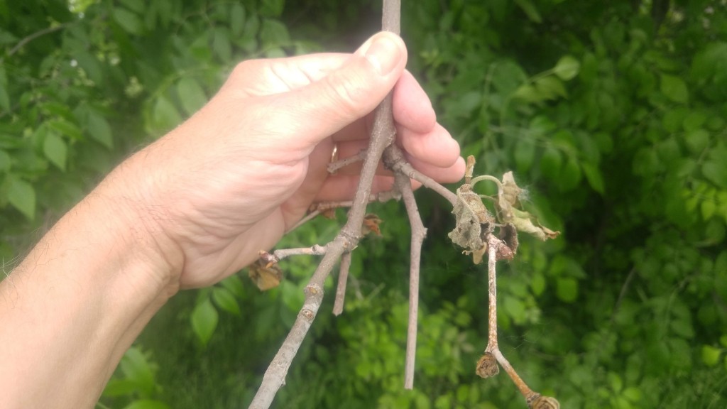 Young leaves killed by anthracnose