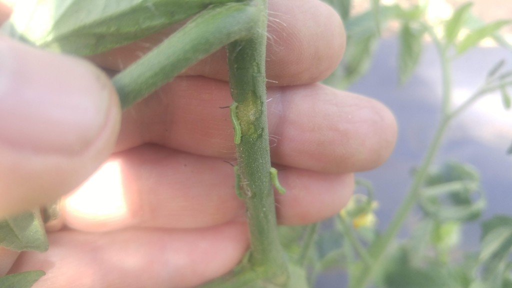      I found four of these little guys on my tomato plant. Even at this stage you can see their distinctive horn. Cute huh?