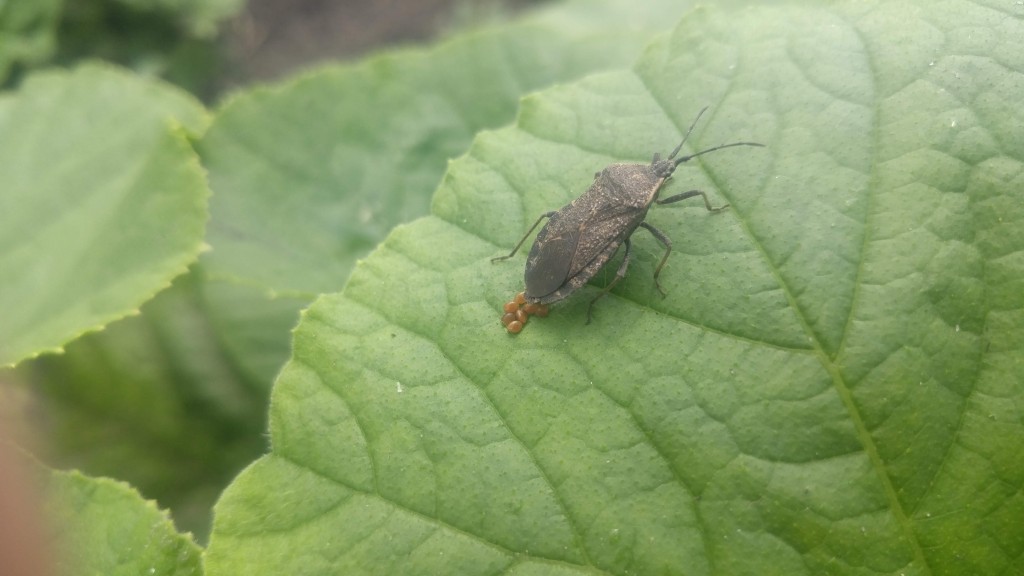      Here’s an adult female squash bug laying eggs.They are hard to kill. Try knocking them into a pail of soapy water.