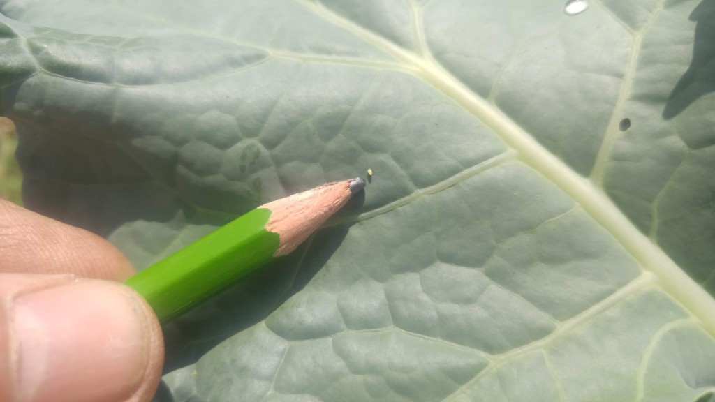 Cabbage butterfly eggs can be found anywhere on the plant.