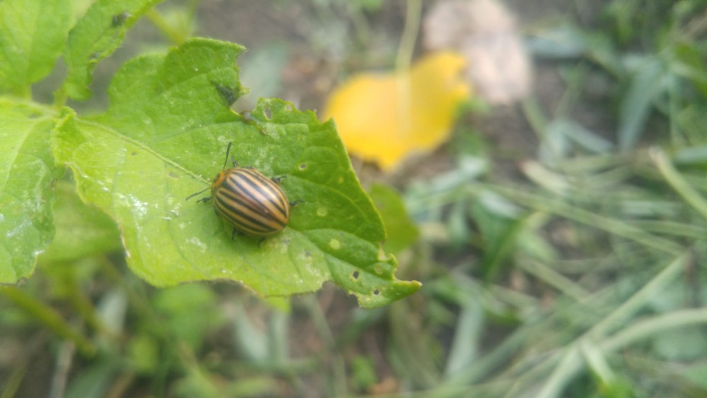 An adult Colorado potato beetle, easily identified by its stripes