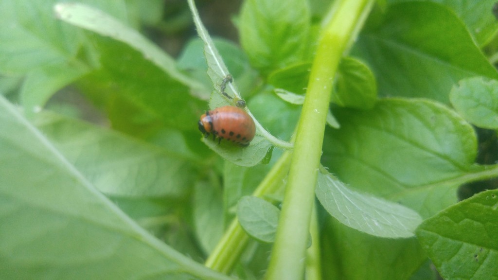      Colorado potato beetle larva. Both larvae and adults can be controlled by knocking them off the plant into a pail of soapy water.