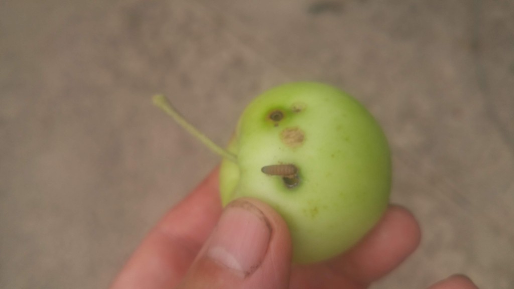 A codling moth larva crawling out of an apple -- the proverbial worm in the apple.