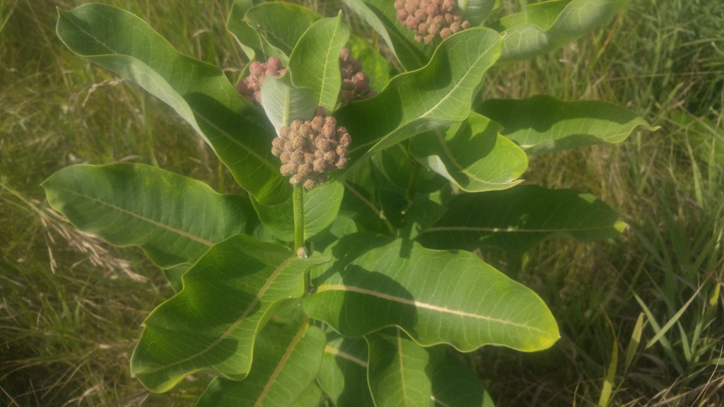  There are several species of milkweed. This is purple milkweed.