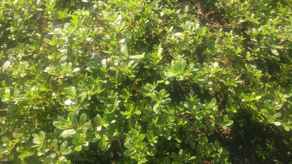 Very few other weeds were growing in this dense mat of purslane.