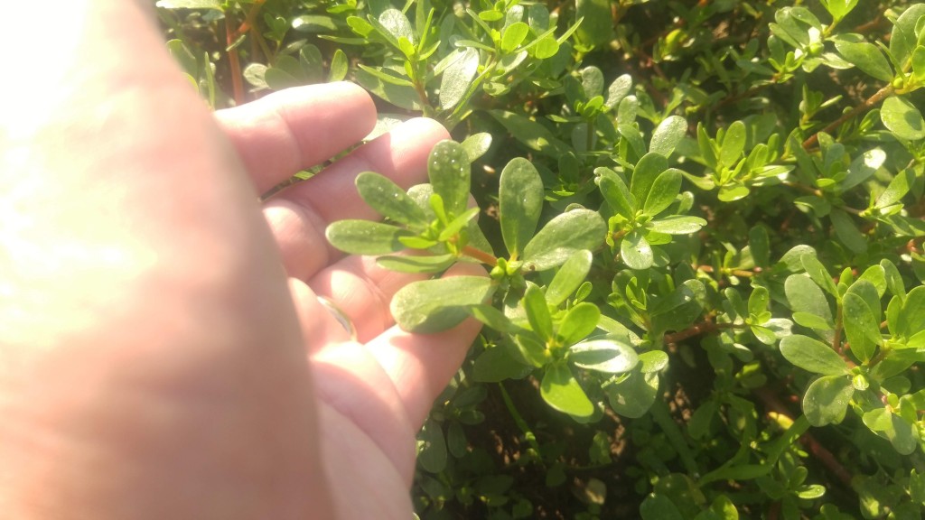 Purslane leaves and stems are edible and quite tasty,