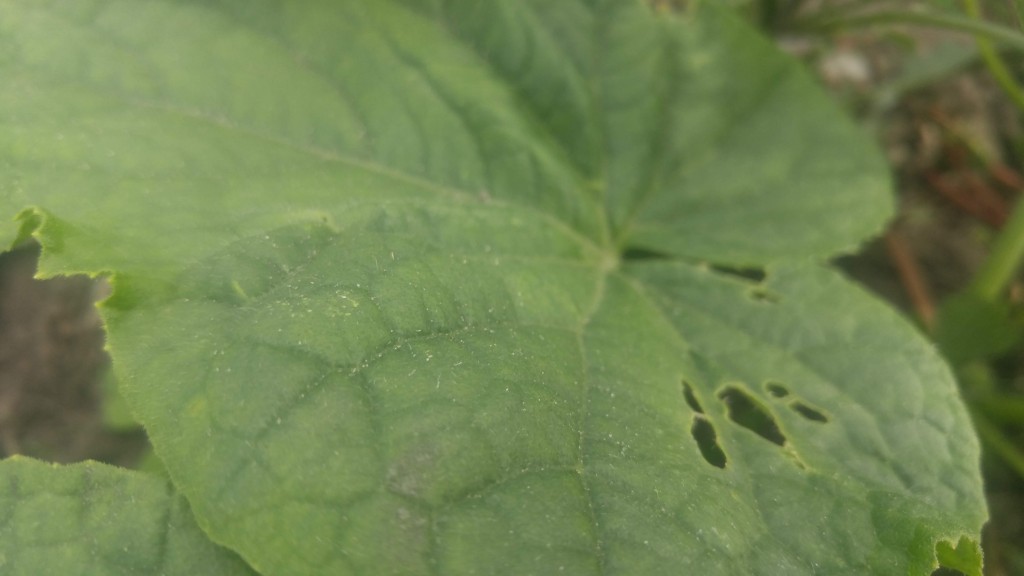 Typical cucumber beetle feeding damage.