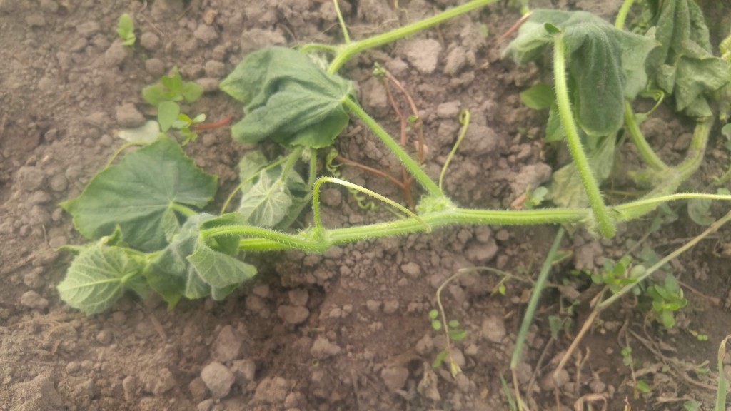 Symptom of bacterial wilt on cucumbers.