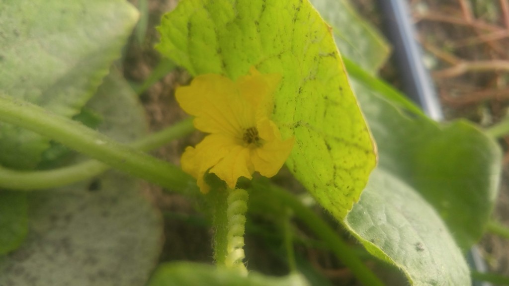 Cucumber beetles will eat  flowers as well as leaves.