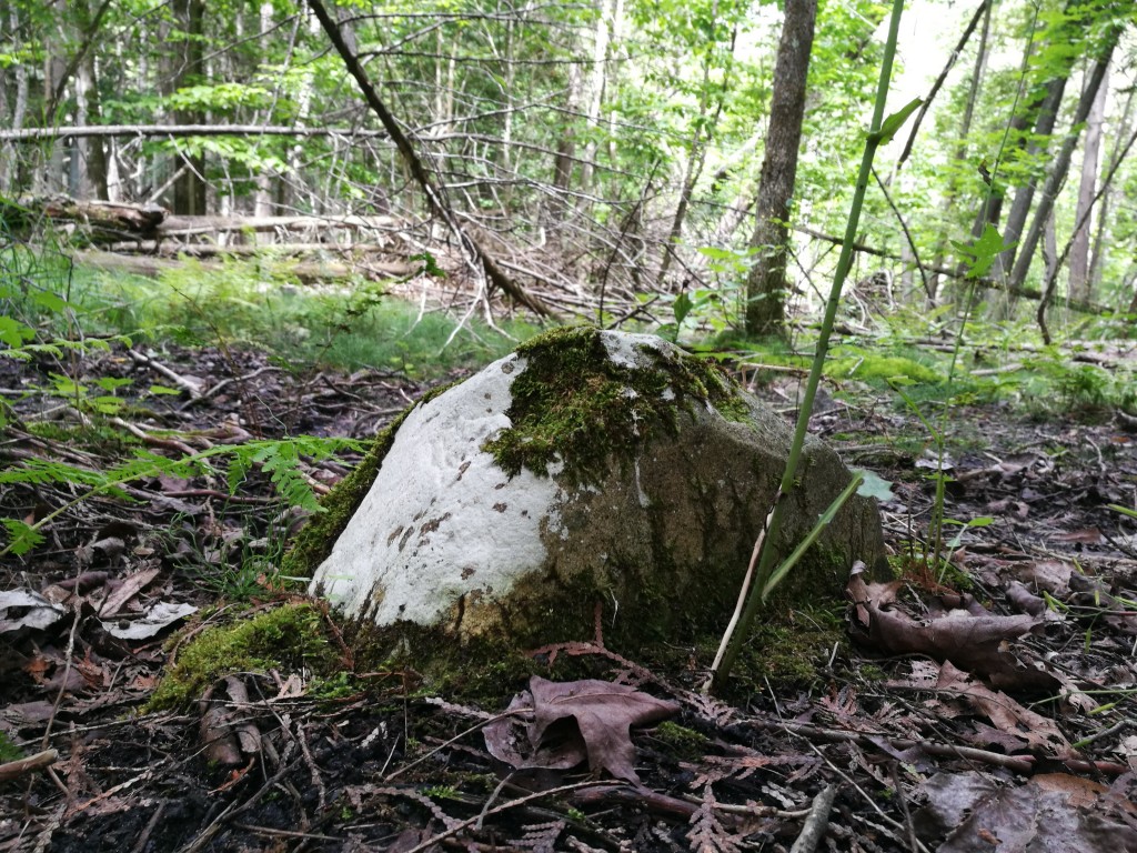 forest floor up north