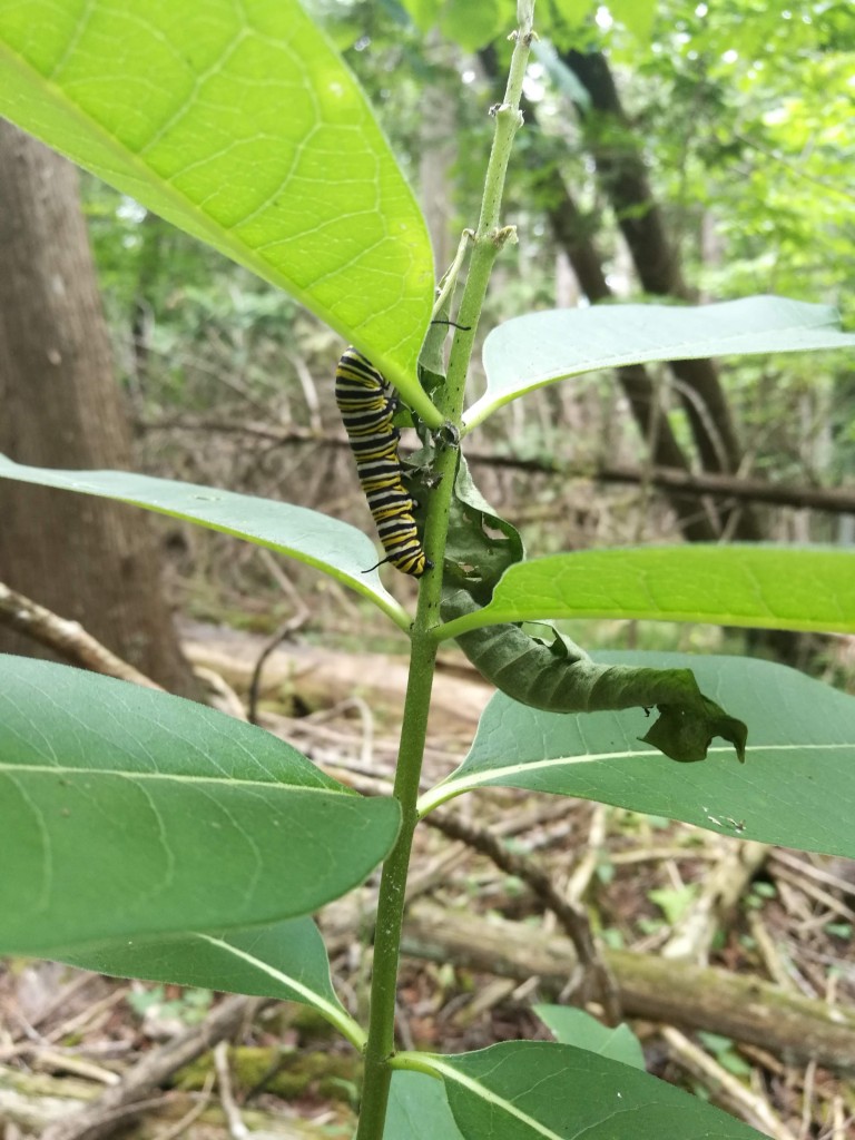 An airborne milkweed seed landed in the middle of the woods and took root. Later a female butterfly found it and laid an egg.