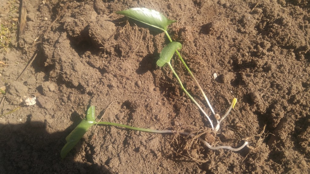 You can see the small tuber growing on the root. Each piece of plant will have at least one.