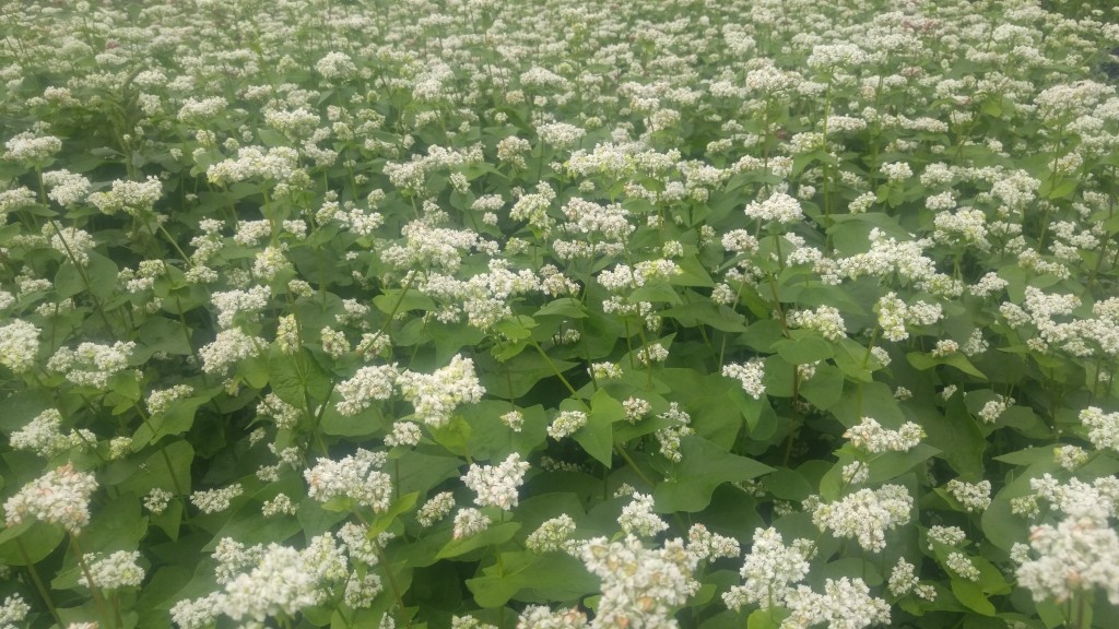 Buckwheat produces nectar only in the morning, you won’t see bees in your buckwheat during the afternoon.