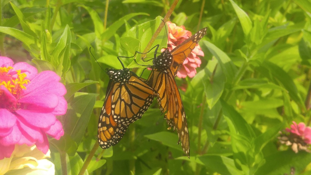 Pair of monarch butterflies mating in mid-September