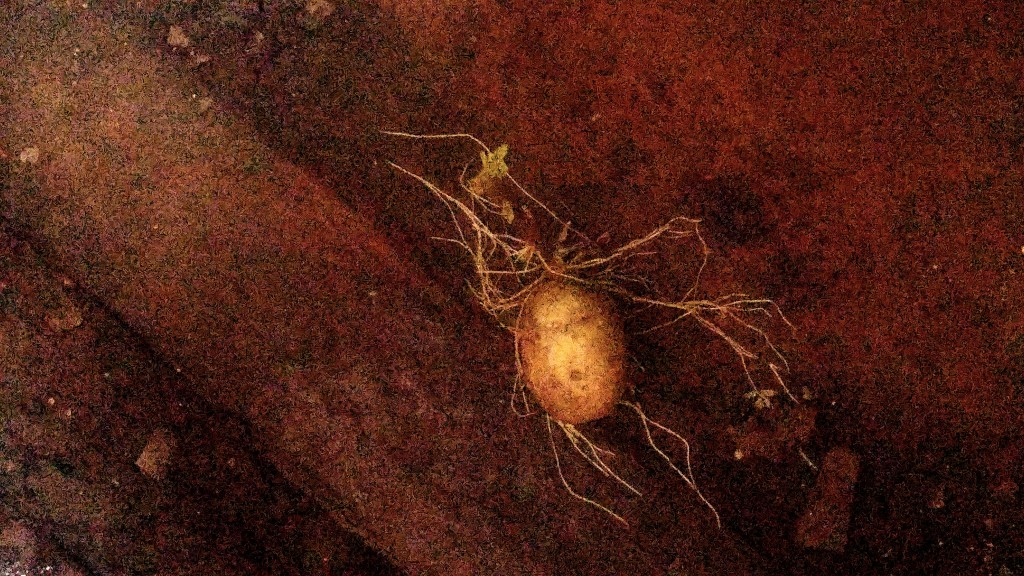 A potato inadvertently became part of the art installation.