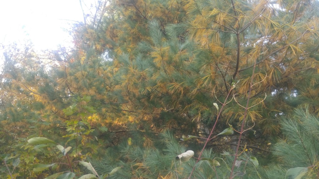 This particular white pine tree has a large number of yellowing needles. The needles on the ends of the branches are all green indicating a healthy tree.