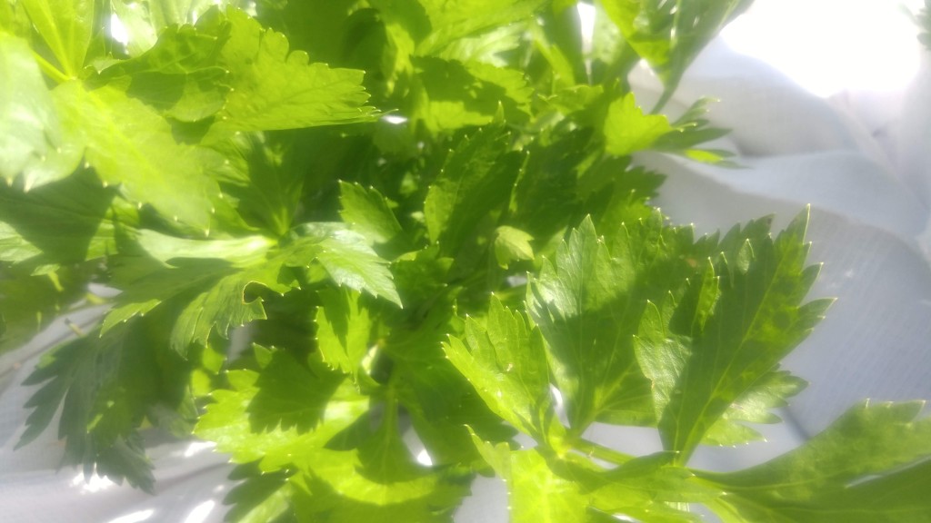 Cutting celery is grown for its leaves rather than celery stalks.