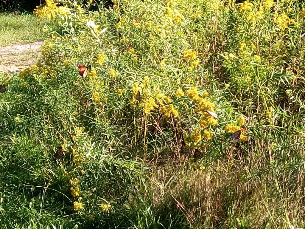 Look closely, how many monarch butterflies can you see?