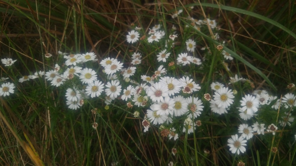 Look how the colors of the center of the flowers change.