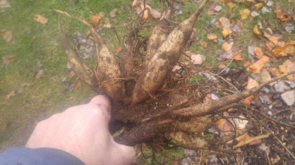 Dahlia tuber clump after digging.