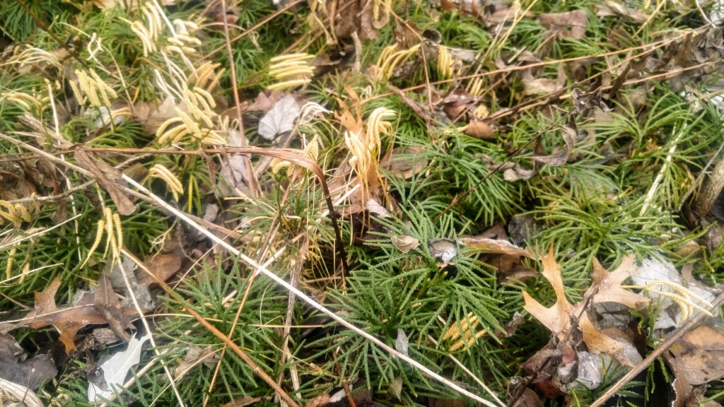 If left undisturbed, club moss grows into an attractive stand of plant