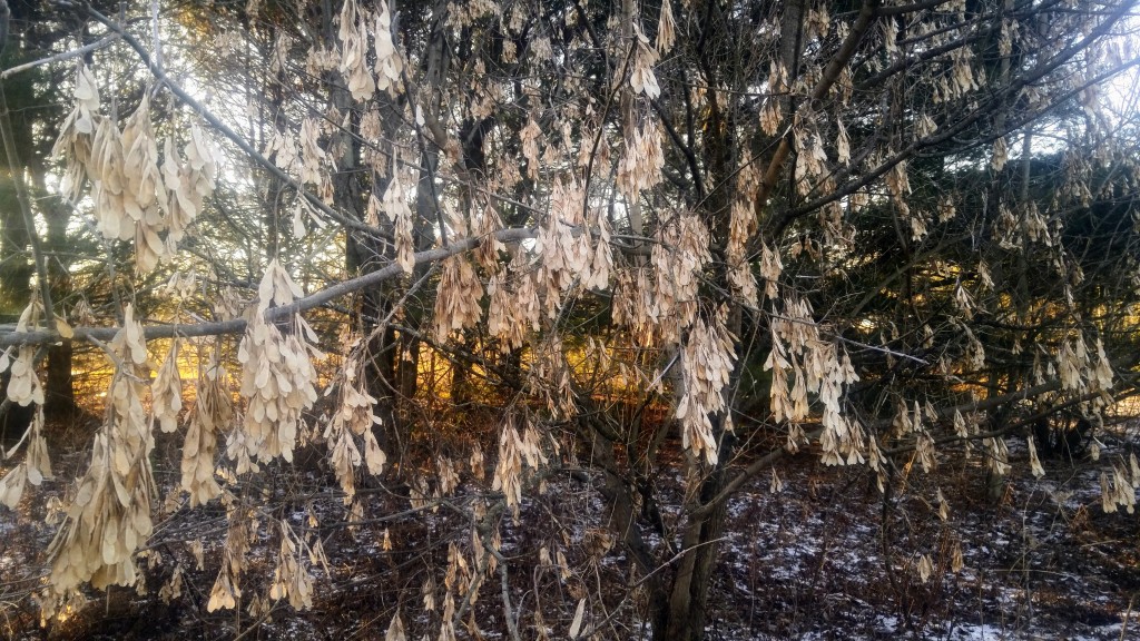 Since boxelder trees are a type of maple, their seeds look  much like maple tree seeds enclosed in little  “helicopters” called samaras.