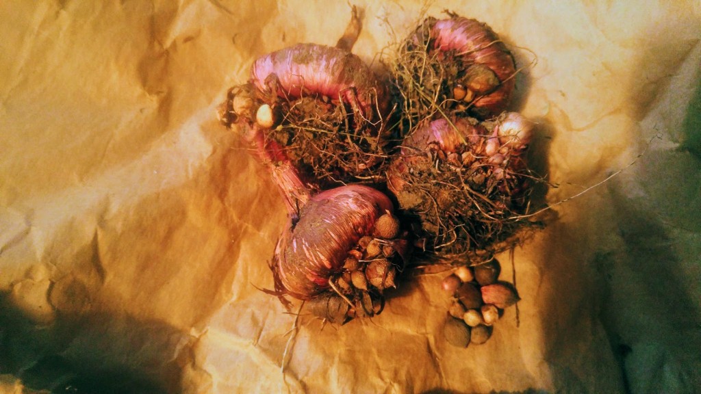 Here are a few corms after drying and before cleaning. They were dug around the first of November. The dark-colored area is the old corm which, along with soil, will be removed and discarded before storage. The cormels are picked off and kept a paper bag until spring.