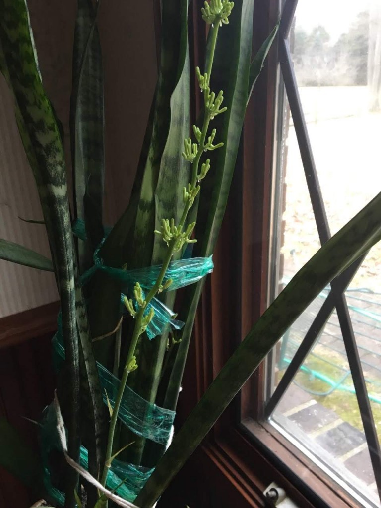 A mature snake plant can grow to over three feet tall before sending up a flower stalk.