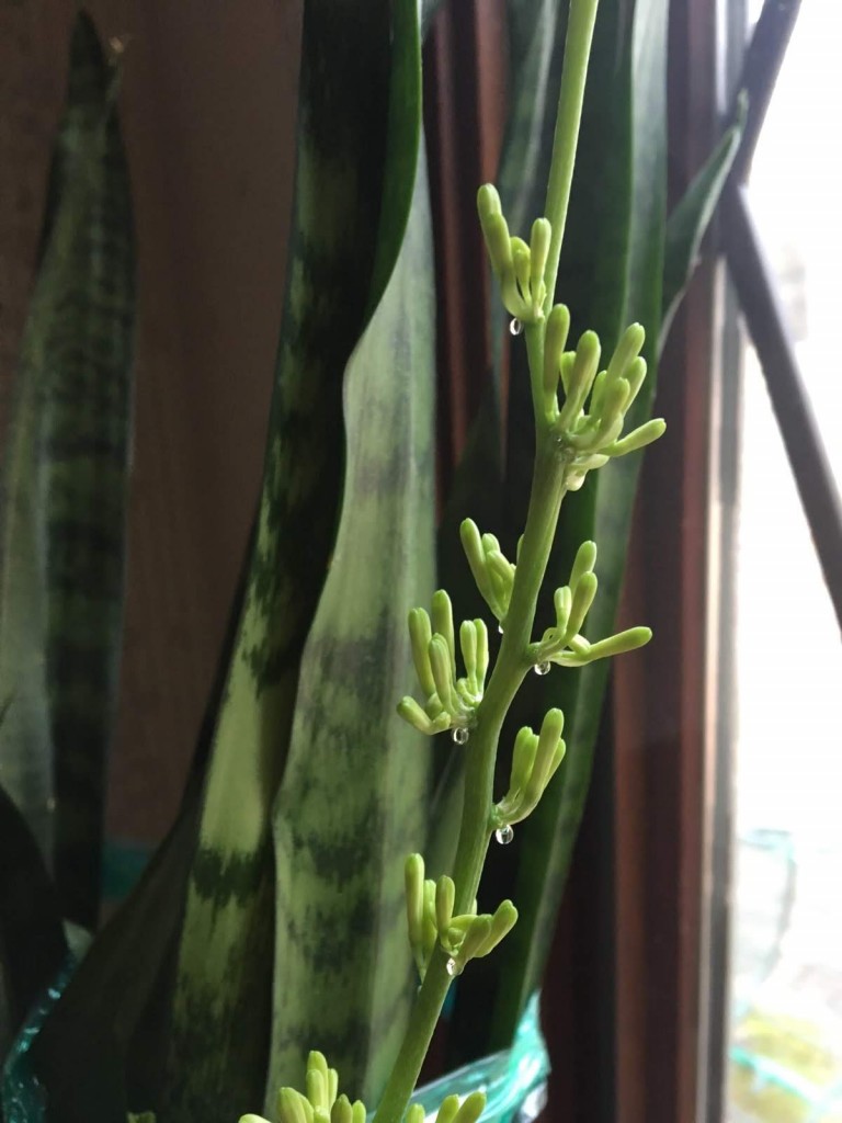 PHOTO/caption: Drops of water oozing from plants is called “guttation”. It’s a natural process caused by the plant attempting to remove excess moisture. In this case the owner decided to help the flowering Sansevieria by giving it extra water.  